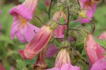 レーマニア・エラータ