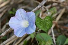 アメリカアサガオ