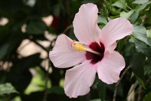 ハイビスカス(ピンク)