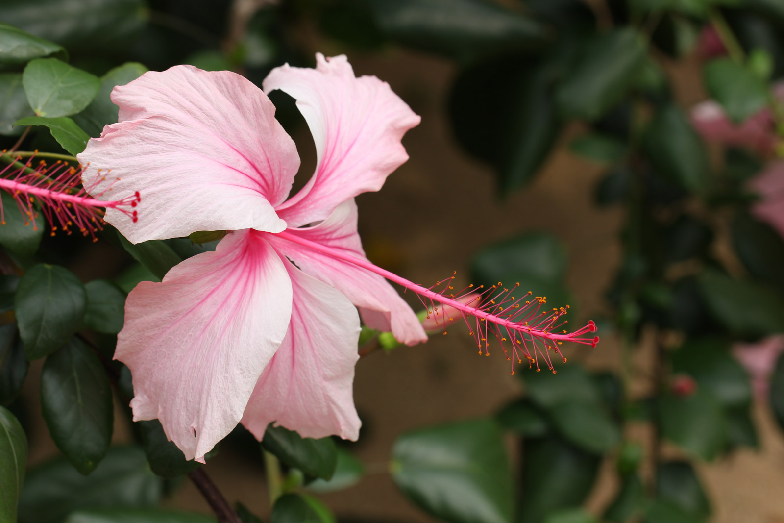 中型ハイビスカス ピンク花 中型ハイビスカス ピンク花 ハイビスカス 中輪咲 ピンクドレス ピンク