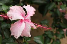 ハイビスカス(ピンク)