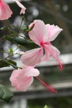 ハイビスカス(ピンク)