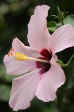 ハイビスカス(ピンク)