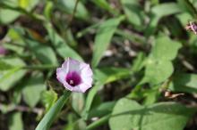 ホシアサガオ(星朝顔)