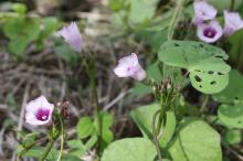 ホシアサガオ(星朝顔)