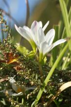 タマスダレ(玉簾)