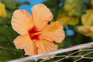 ハイビスカス(オレンジ)