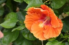 ハイビスカス(オレンジ)