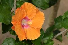 ハイビスカス(オレンジ)