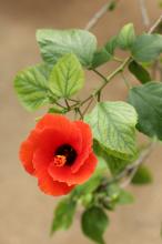 ハイビスカス(オレンジ)