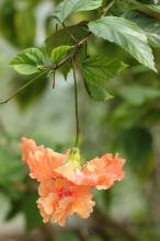 ハイビスカス(オレンジ)