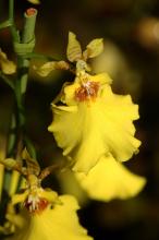 オンシジューム