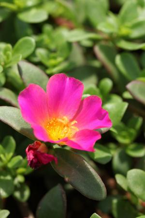 ポーチュラカ(ハナスベリヒユ)