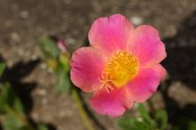 ポーチュラカ(ハナスベリヒユ)