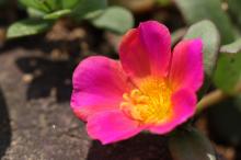 ポーチュラカ(ハナスベリヒユ)