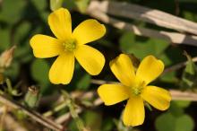 カタバミ(片喰)