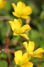 カタバミ(片喰)