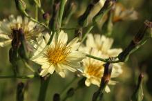 アキノノゲシ(秋の野芥子)