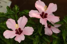 ハイビスカス(ピンク)