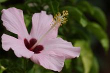 ハイビスカス(ピンク)