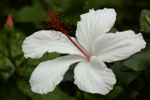 ハイビスカス(白)