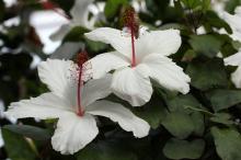 ハイビスカス(白)
