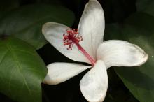 ハイビスカス(白)