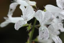 プレクトランサス・サシャ