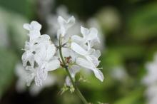 プレクトランサス・サシャ