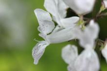 プレクトランサス・サシャ