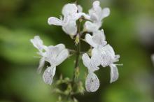 プレクトランサス・サシャ