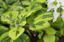 プレクトランサス・サシャ