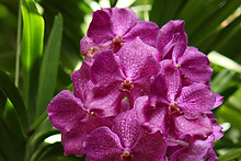 ヒスイラン(翡翠蘭)