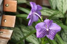 ヒスイラン(翡翠蘭)