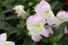 キンギョソウ(金魚草)