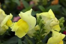 キンギョソウ(金魚草)