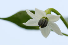 トウガラシ(唐辛子)