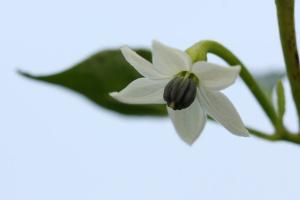 トウガラシ(唐辛子)