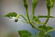 トウガラシ(唐辛子)