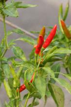 トウガラシ(唐辛子)