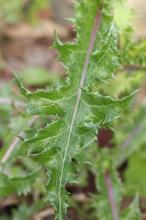 オニノゲシ(鬼野芥子)