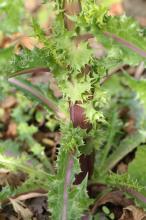 オニノゲシ(鬼野芥子)