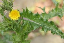 オニノゲシ(鬼野芥子)