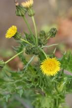 オニノゲシ(鬼野芥子)