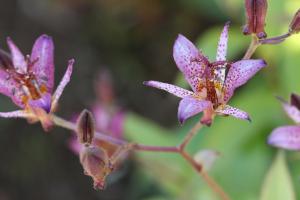 ホトトギス(杜鵑草)