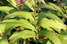 ホトトギス(杜鵑草)