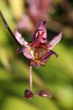 ホトトギス(杜鵑草)