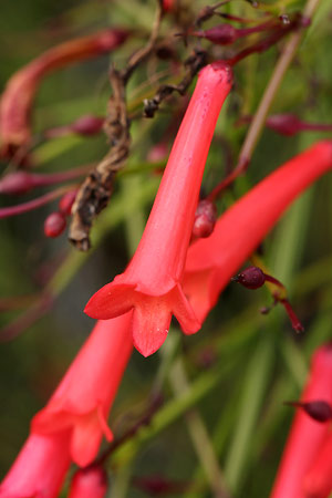 ハナチョウジ(花丁子)