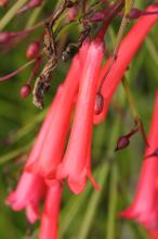 ハナチョウジ(花丁子)