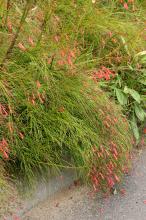 ハナチョウジ(花丁子)